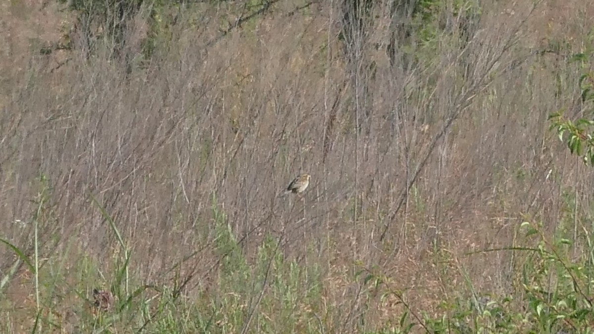 Henslow's Sparrow - ML583369211