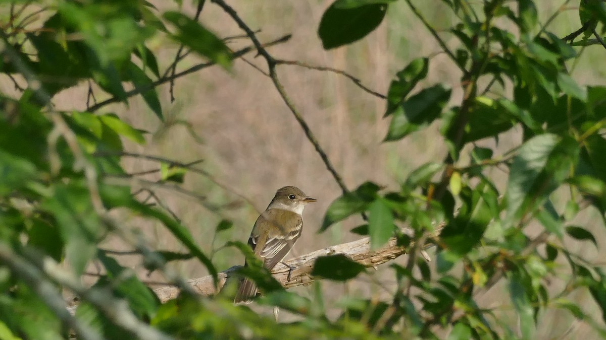 Willow Flycatcher - ML583369281