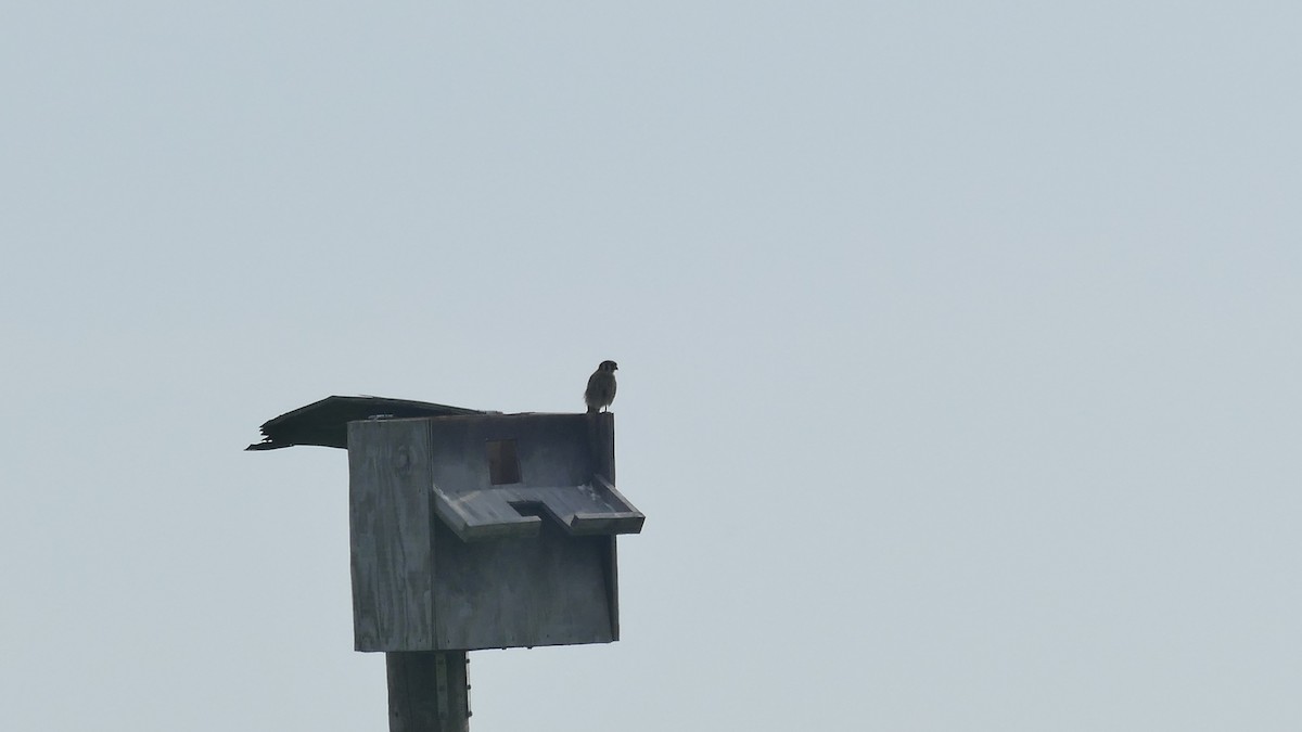 American Kestrel - ML583369401