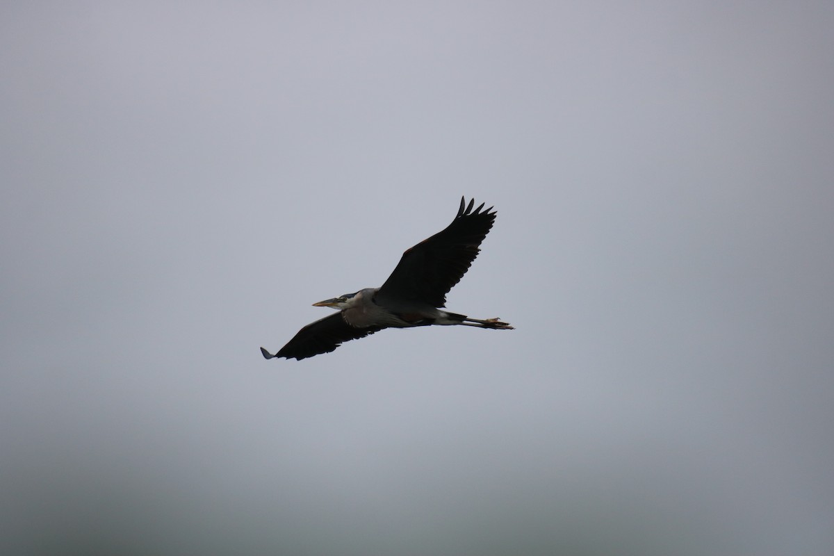 Great Blue Heron - Kelly Krechmer