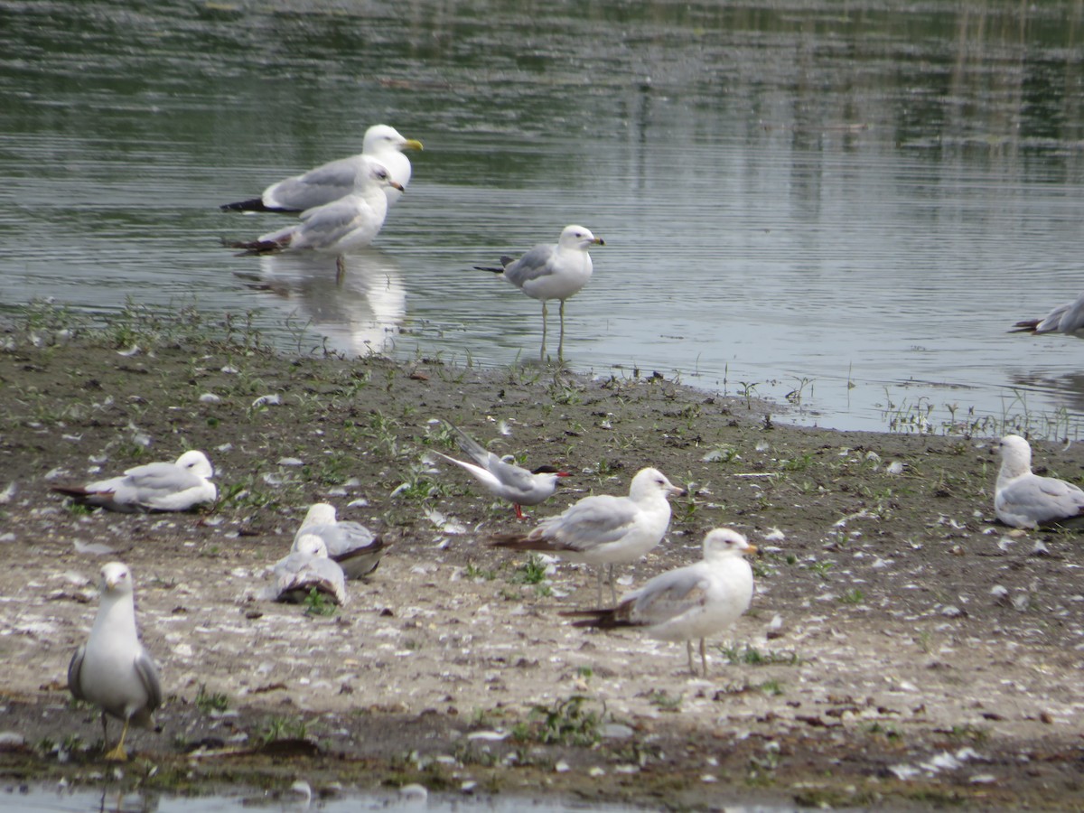 Herring Gull - Barb Philbrick