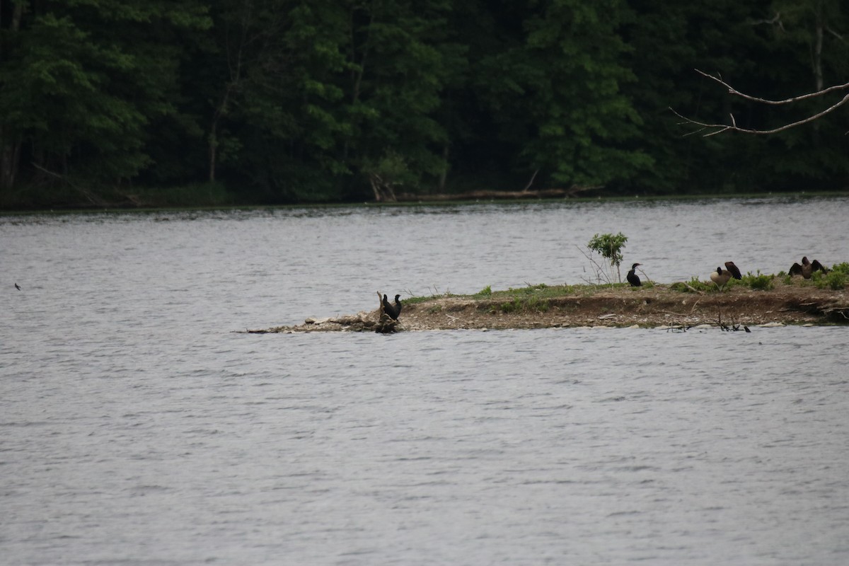 Double-crested Cormorant - ML583370631