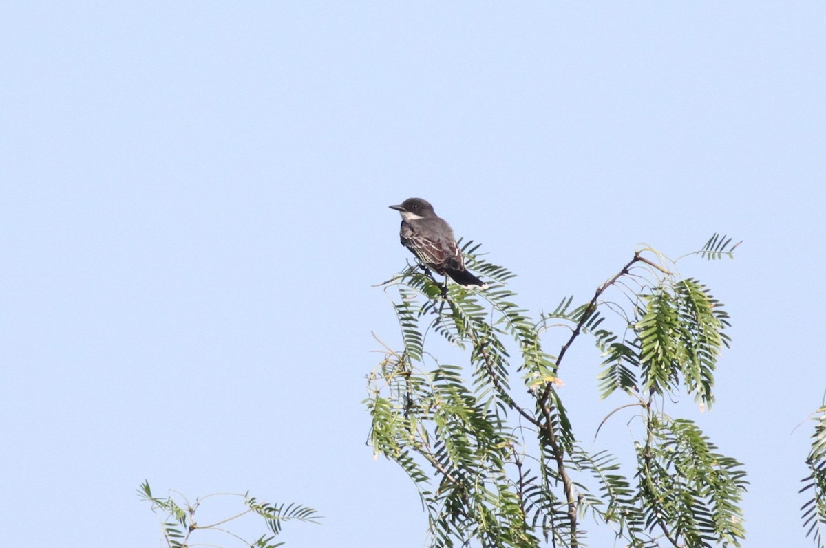 Eastern Kingbird - ML583371591