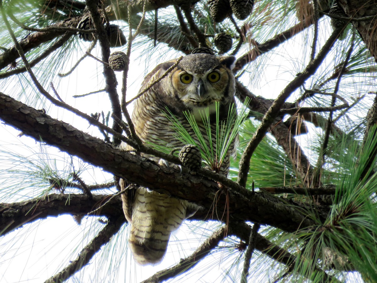 Great Horned Owl - ML58337161