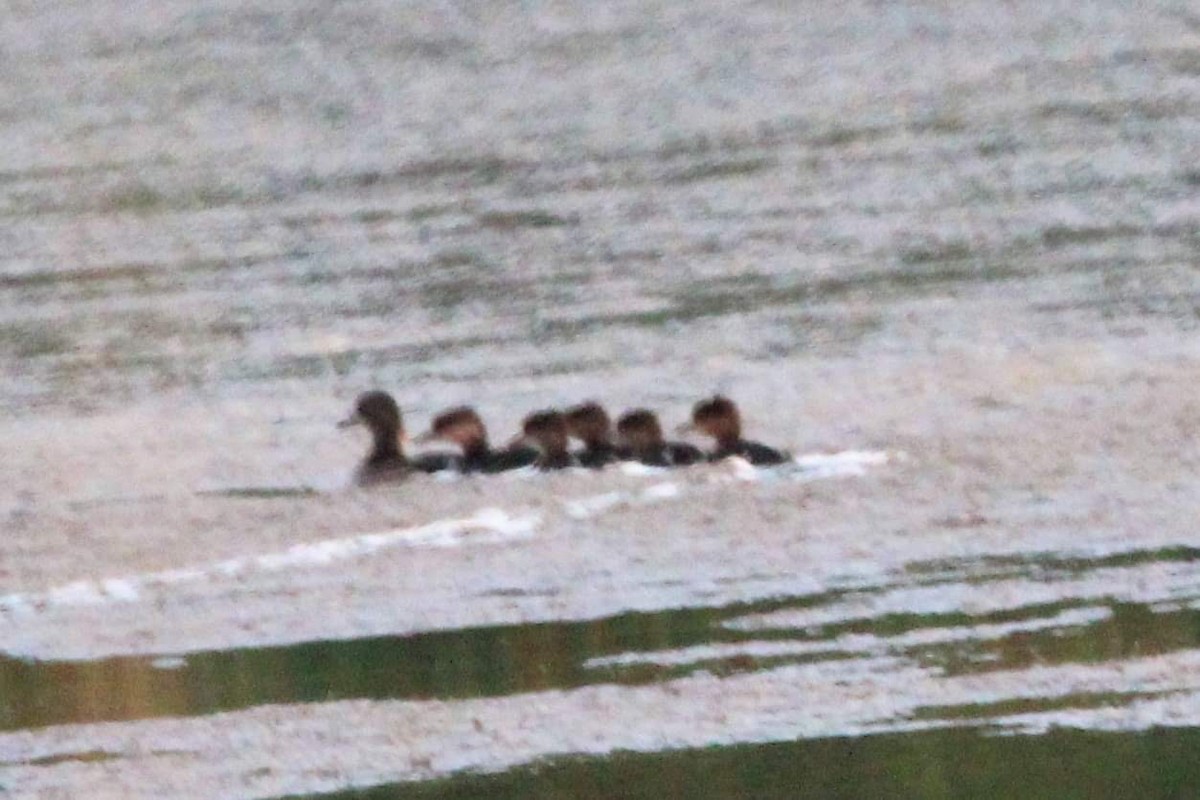 Hooded Merganser - ML583372341