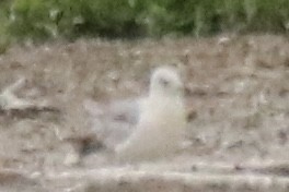 Ring-billed Gull - ML583373541