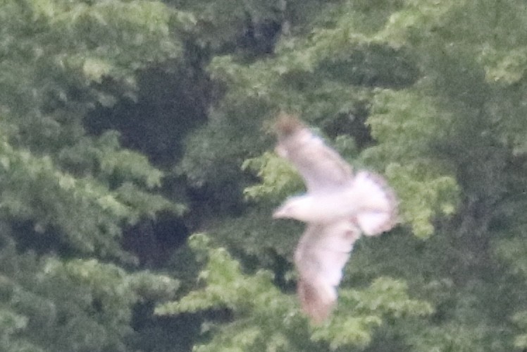 Ring-billed Gull - ML583373551