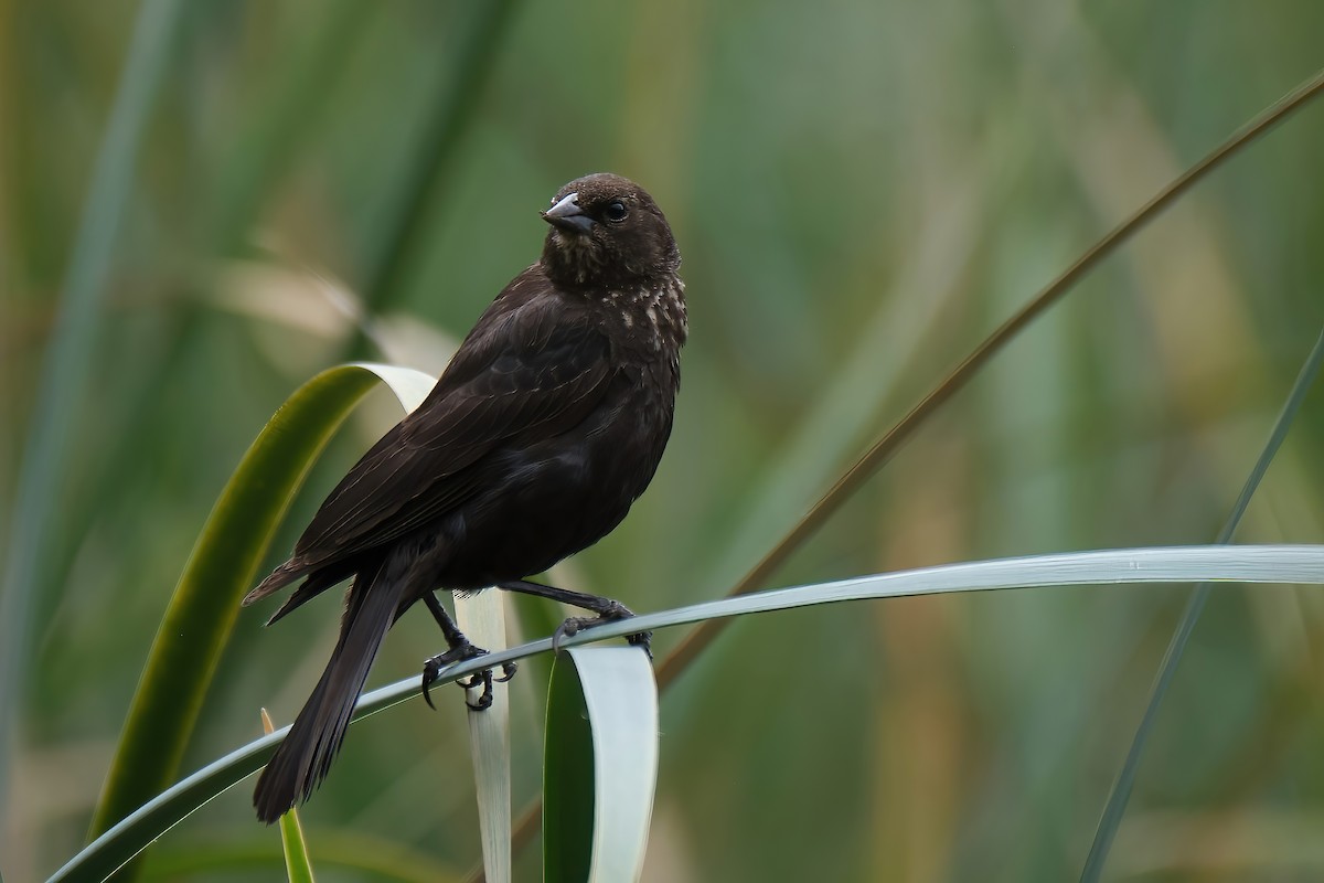 Red-winged Blackbird - ML583374411