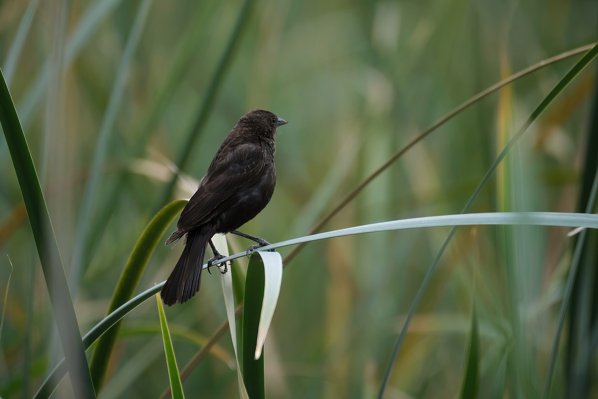 Red-winged Blackbird - ML583374431