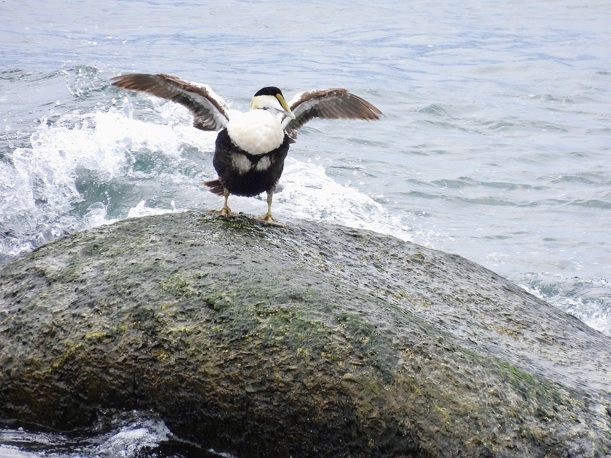 Common Eider - ML583375711