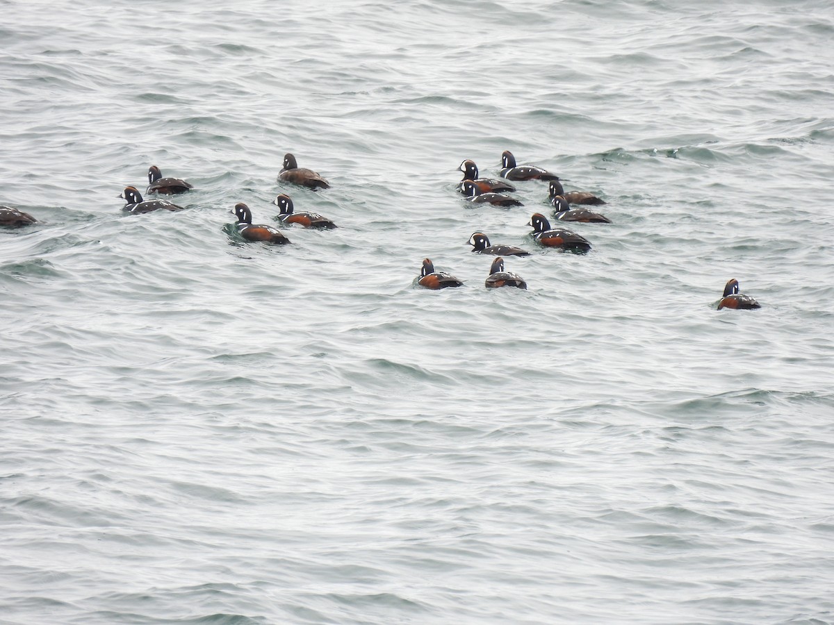 Harlequin Duck - Marie-France Cote