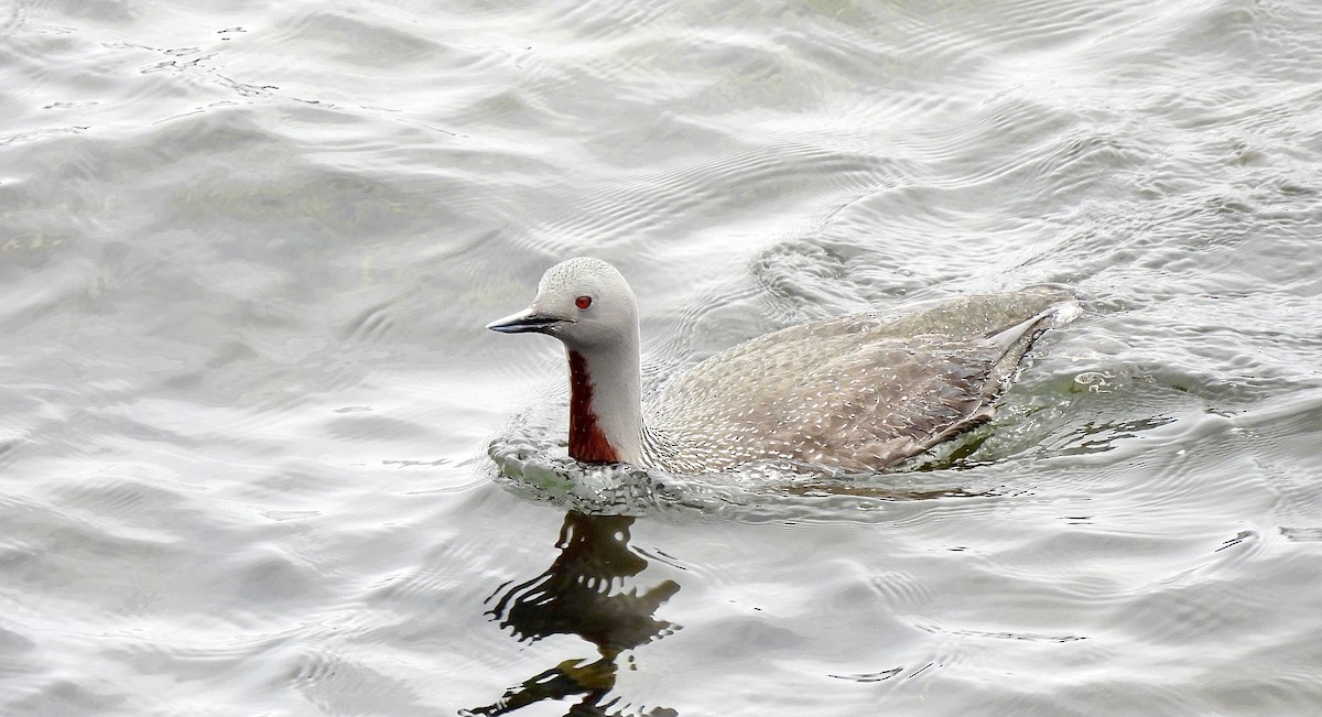 Red-throated Loon - ML583376311