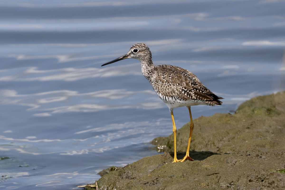 Greater Yellowlegs - ML583376391