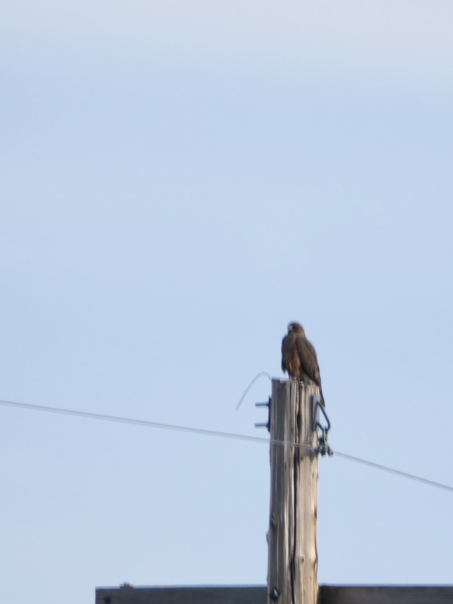 Swainson's Hawk - ML583376891