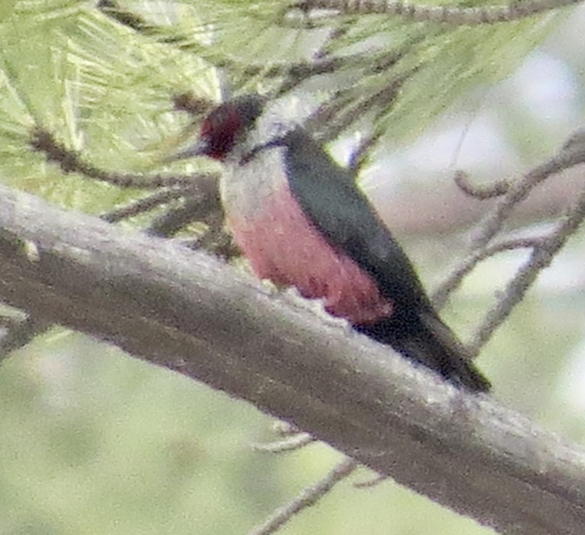 Lewis's Woodpecker - ML583376921