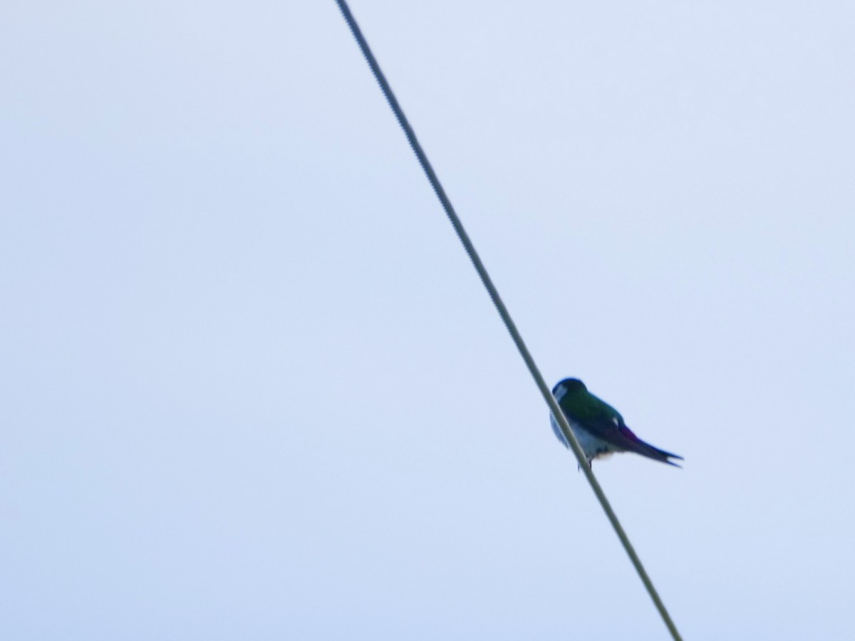 Violet-green Swallow - Mark W11 Kulstad