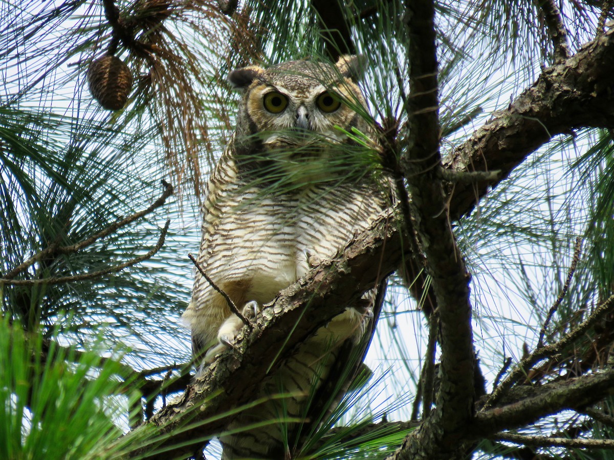 Great Horned Owl - ML58337751