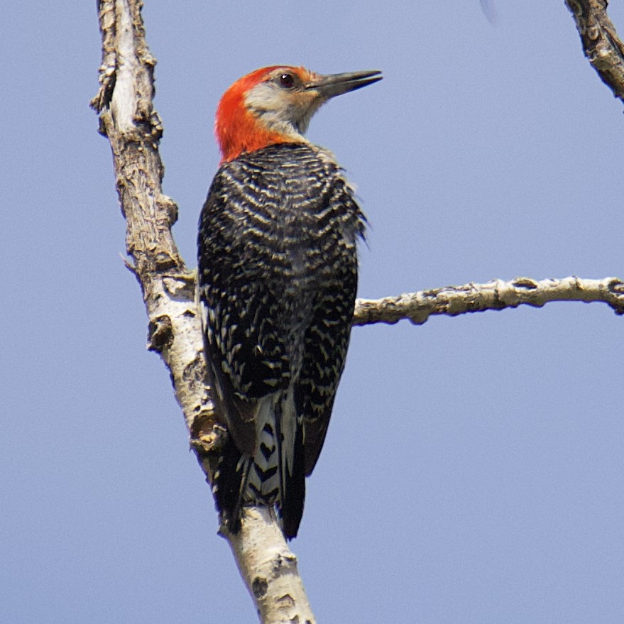 Red-bellied Woodpecker - ML583377761