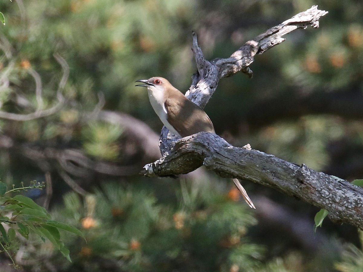 Black-billed Cuckoo - ML583378001