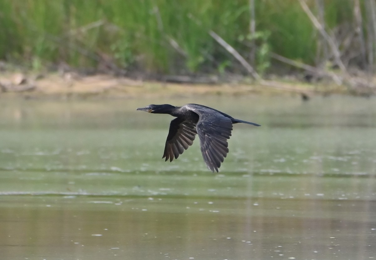 Neotropic Cormorant - ML583378131