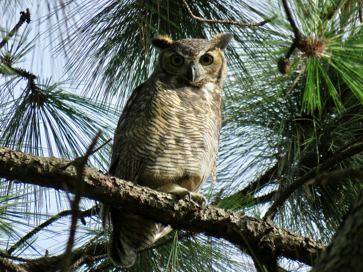 Great Horned Owl - ML58337881