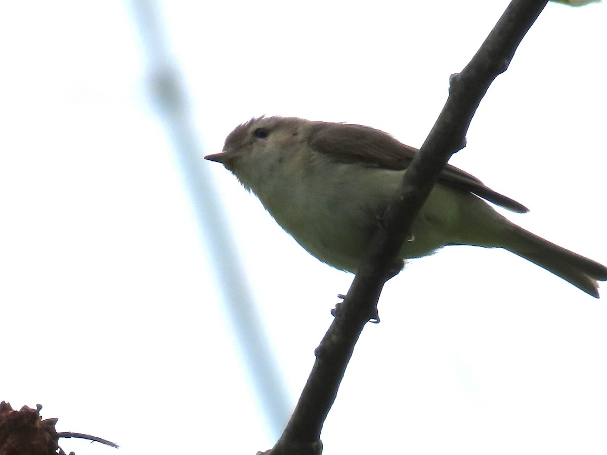 Warbling Vireo - ML583379171