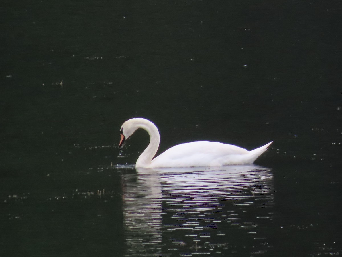 Mute Swan - Sandy Morrissey