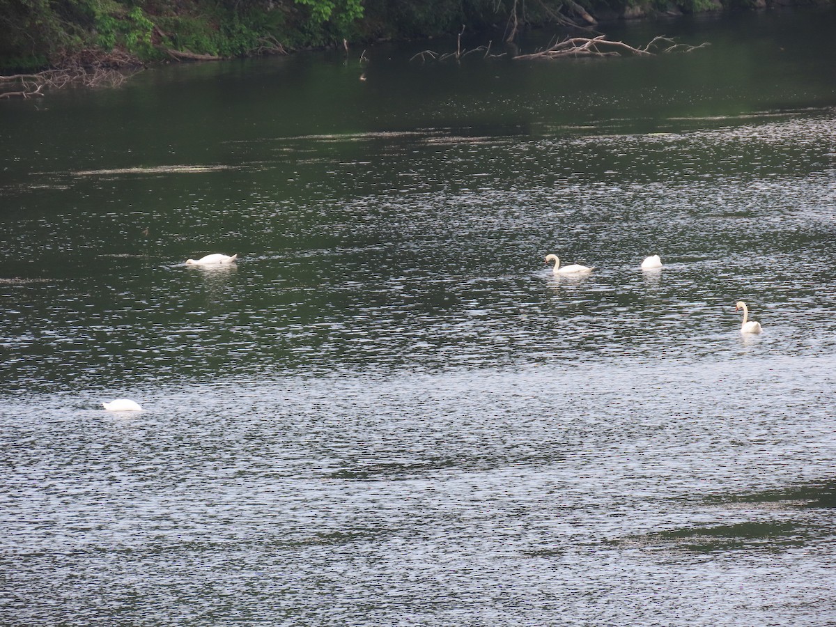 Mute Swan - ML583379481