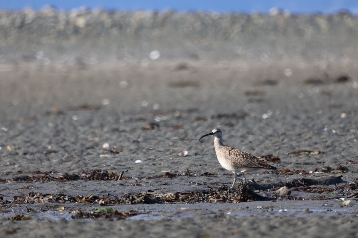 Whimbrel - Miguel Loeza