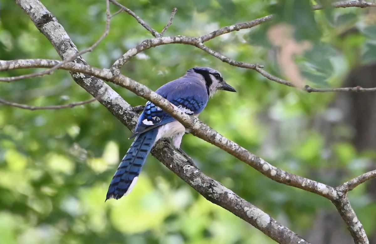 Blue Jay - ML583380141