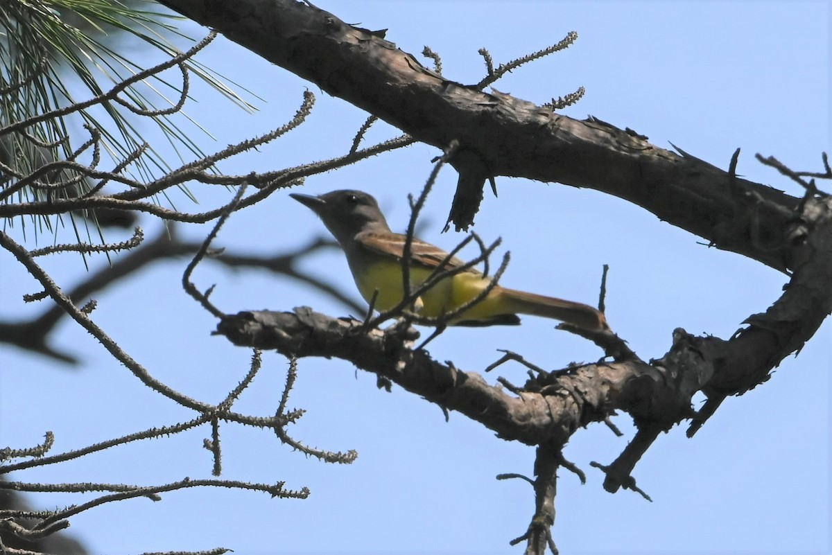 Great Crested Flycatcher - ML583380591