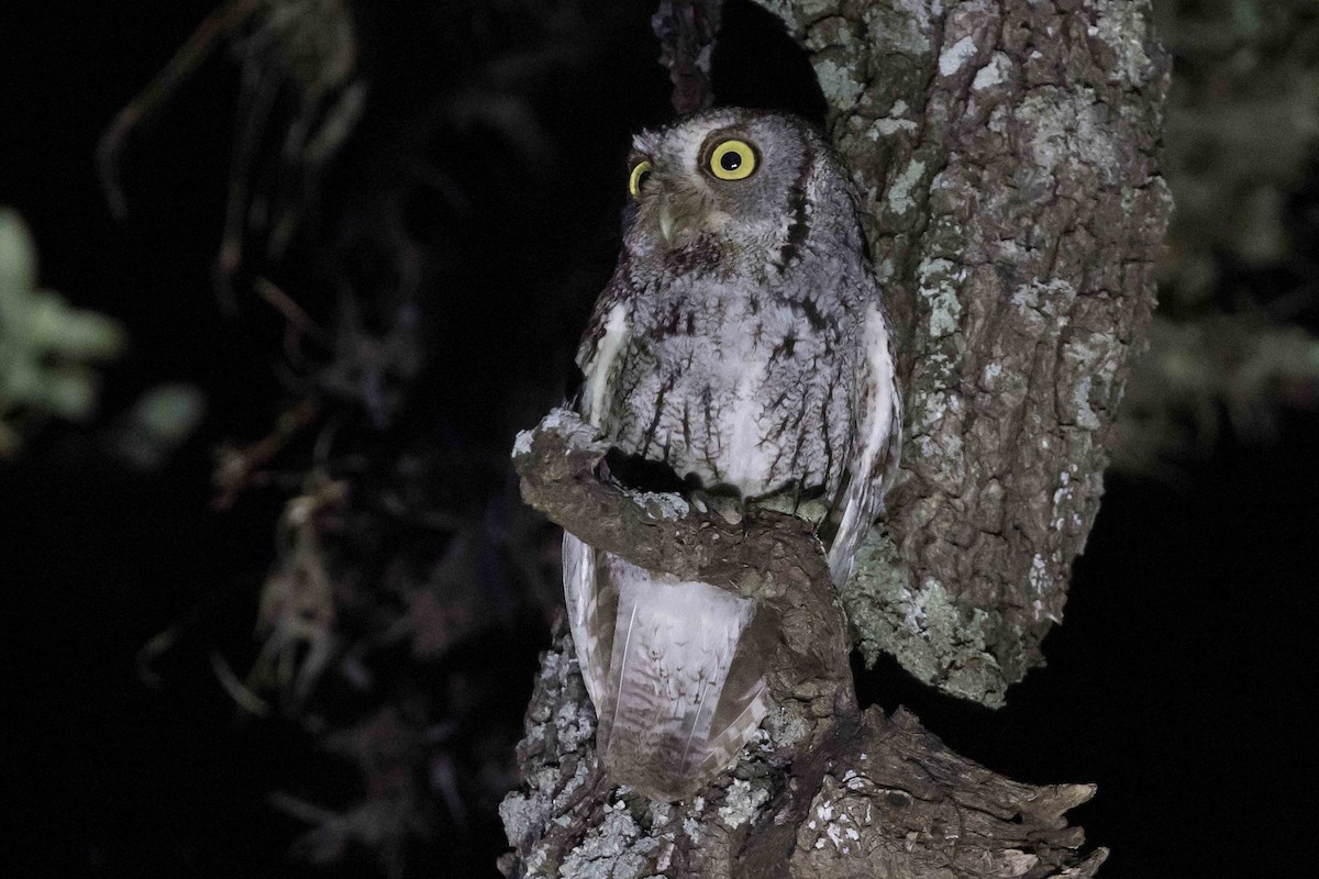 Eastern Screech-Owl (McCall's) - ML583380981