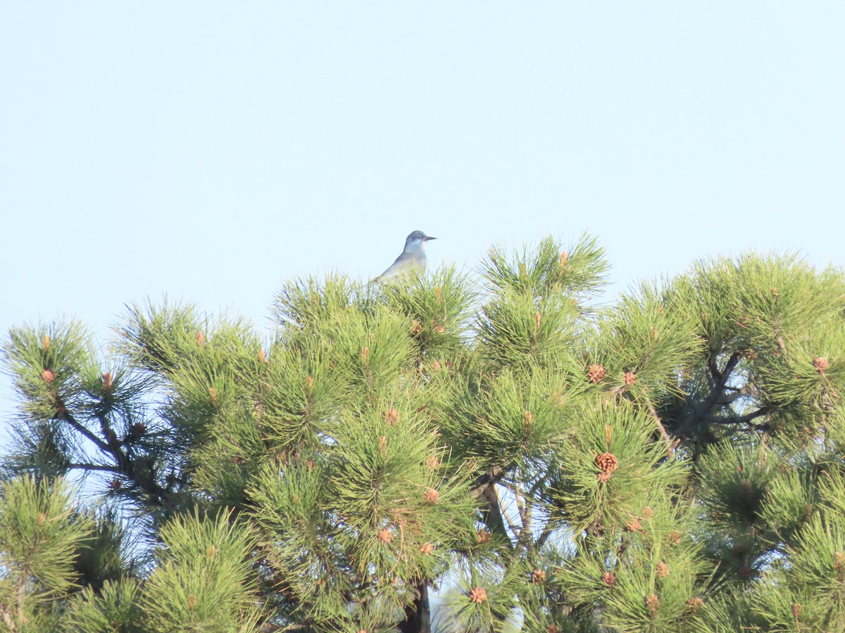 Pinyon Jay - ML583381731