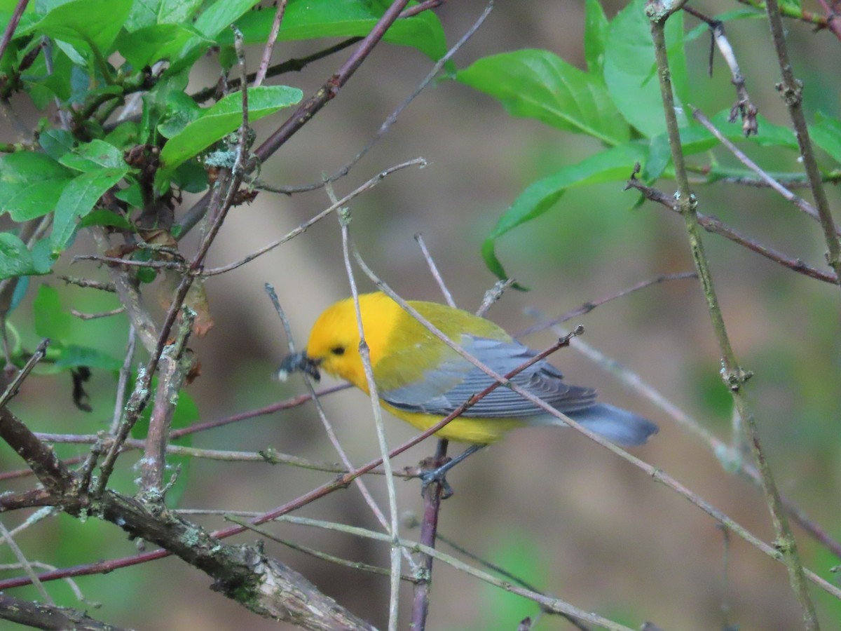 Prothonotary Warbler - ML583381961