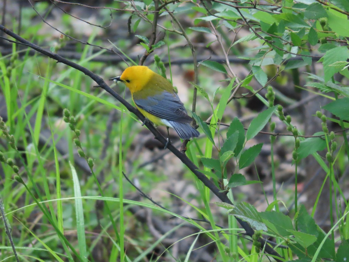 Prothonotary Warbler - ML583381971