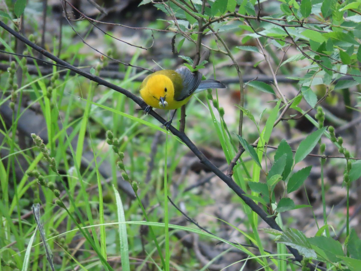 Prothonotary Warbler - ML583381981