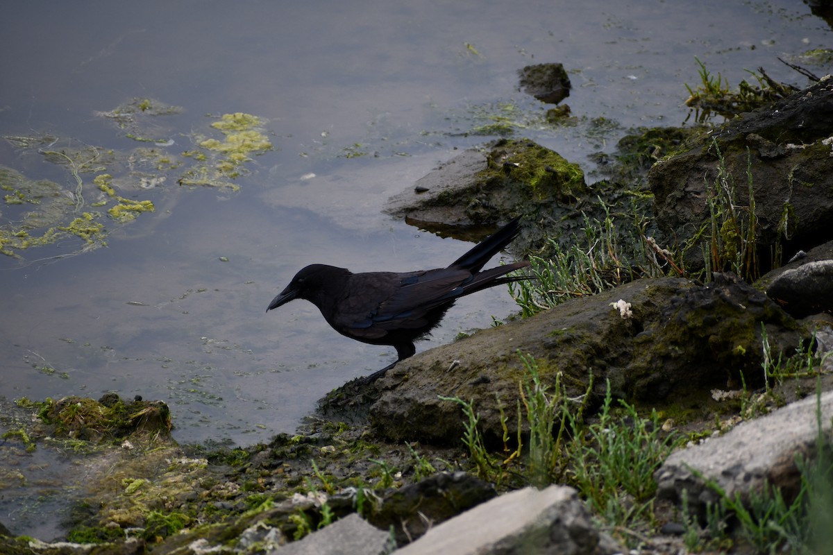 American Crow - ML583382791