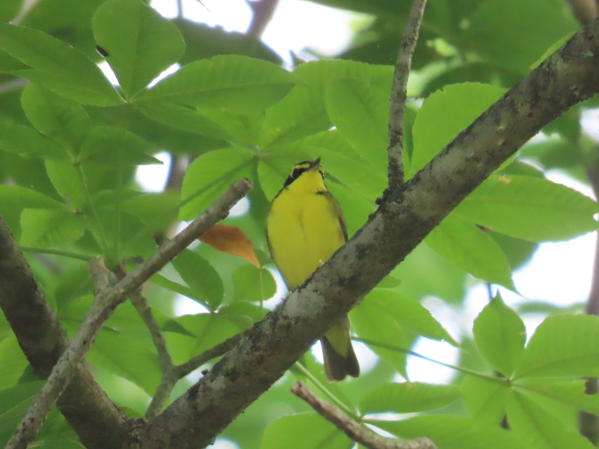 Kentucky Warbler - ML583383131