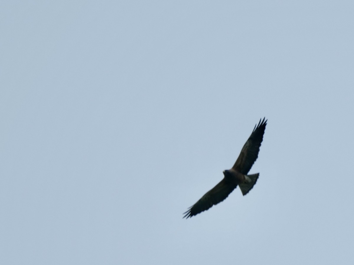 Swainson's Hawk - ML583383681