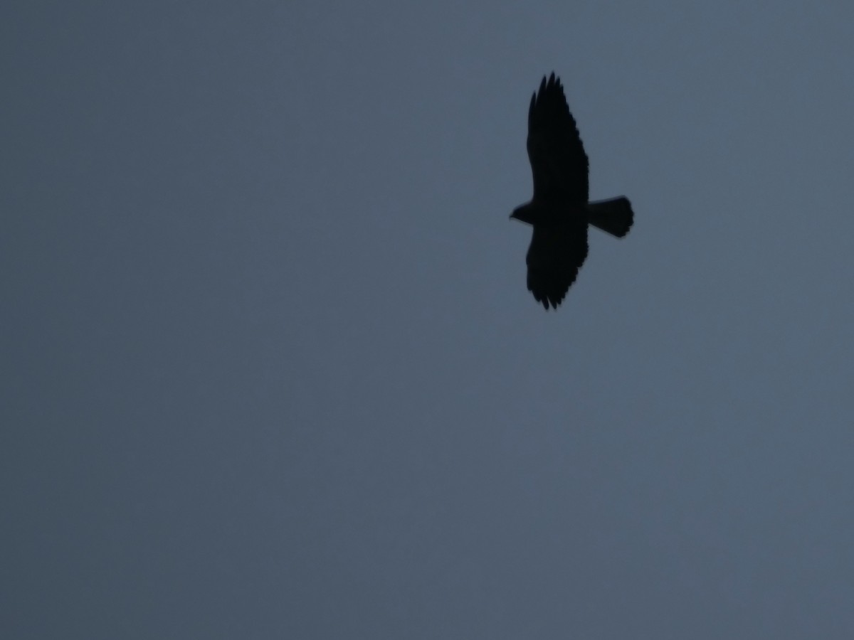 Swainson's Hawk - ML583383801