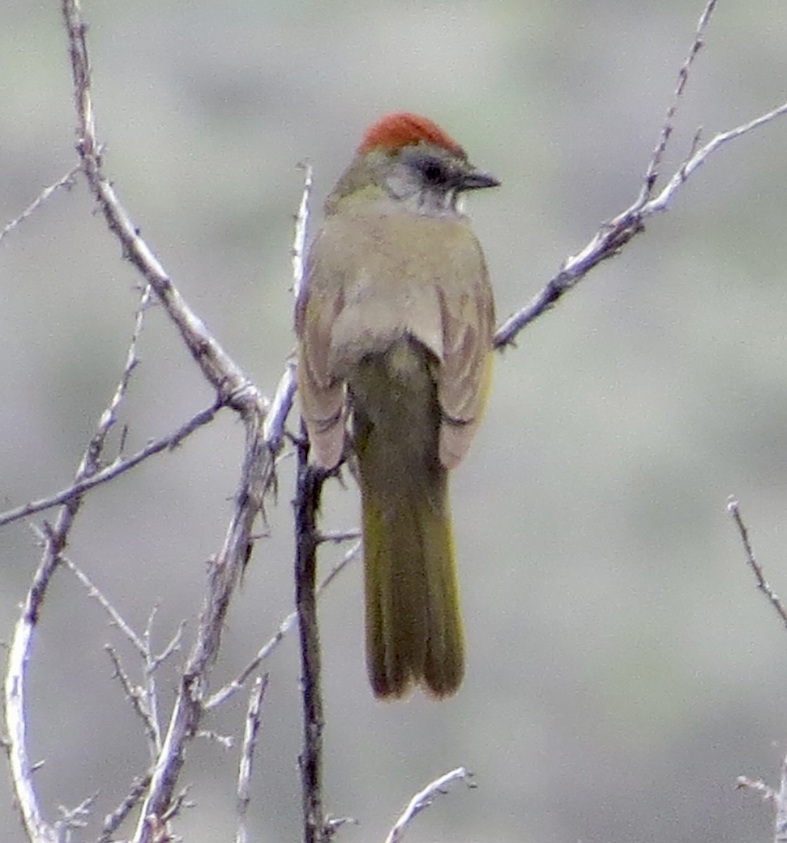 Green-tailed Towhee - ML583384771