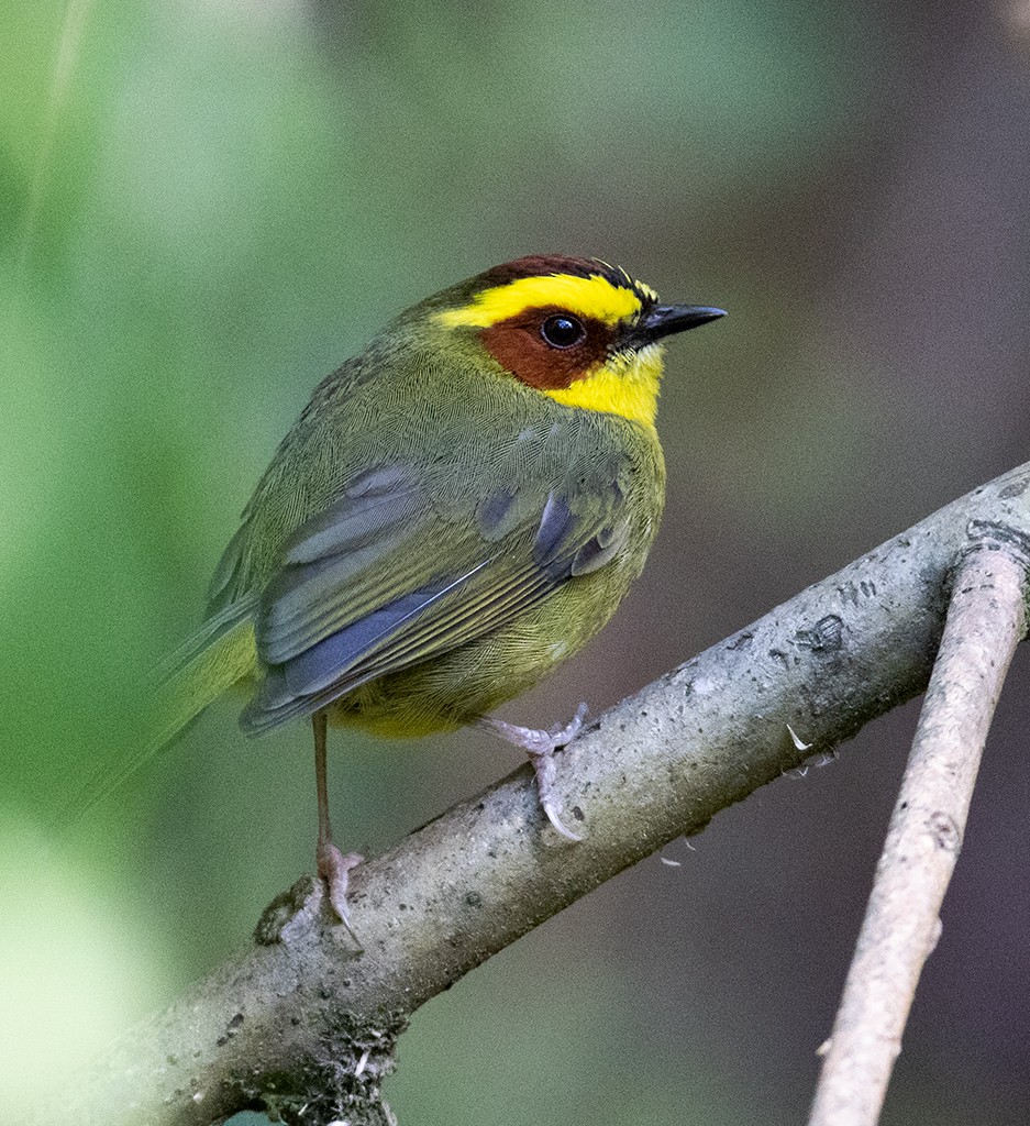 Golden-browed Warbler - ML583385221