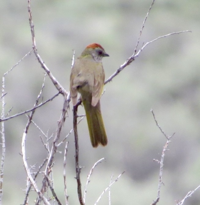 Green-tailed Towhee - ML583385241