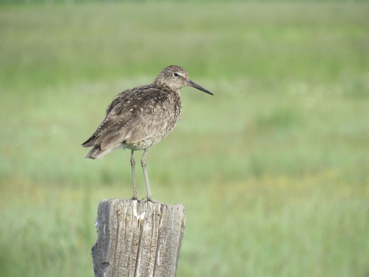 Willet - karen pinckard