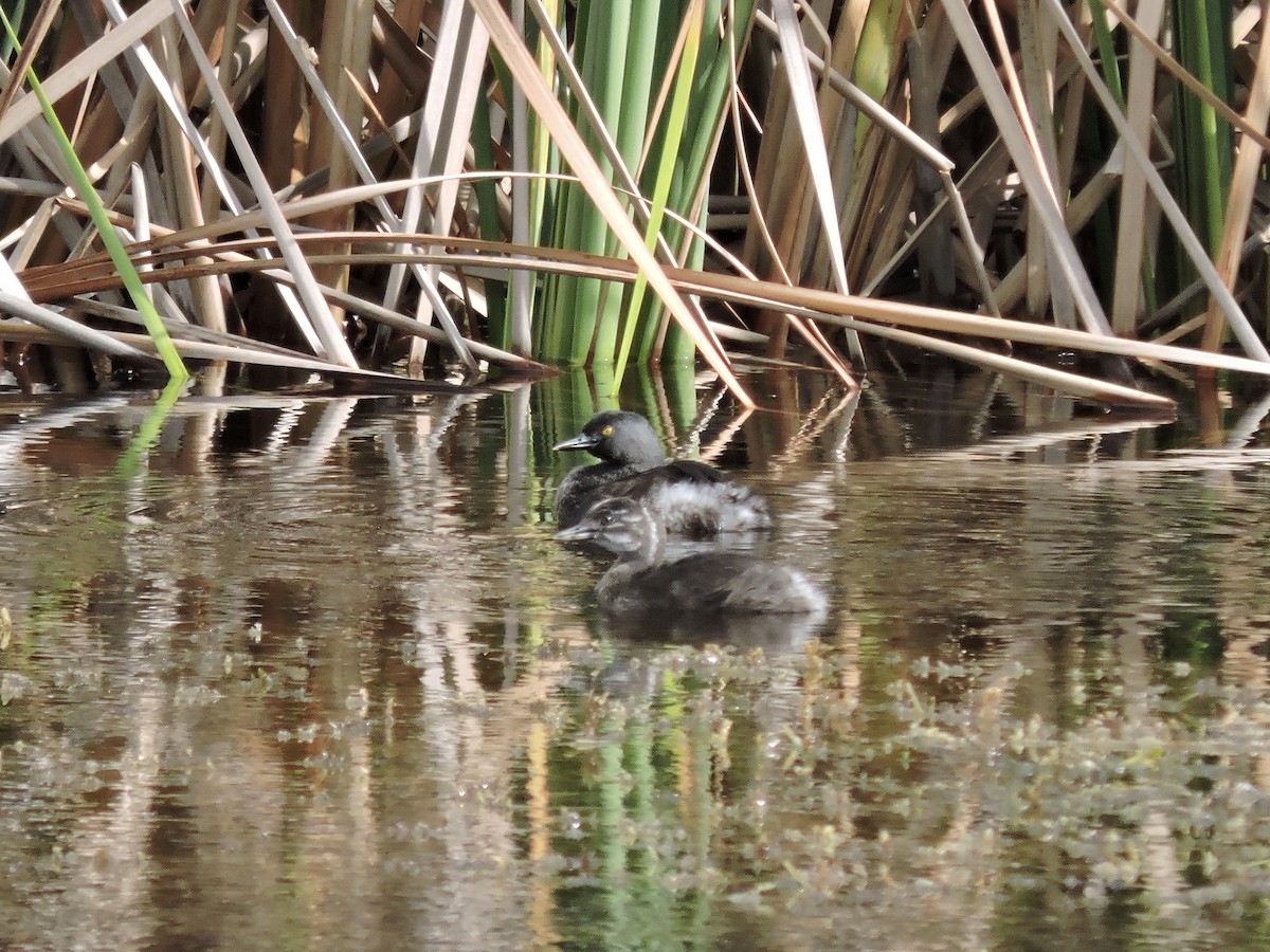 Least Grebe - ML583386041