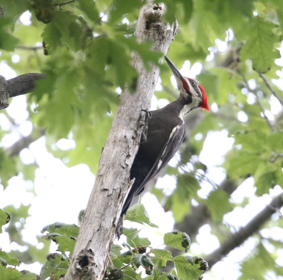 Pileated Woodpecker - ML583386121