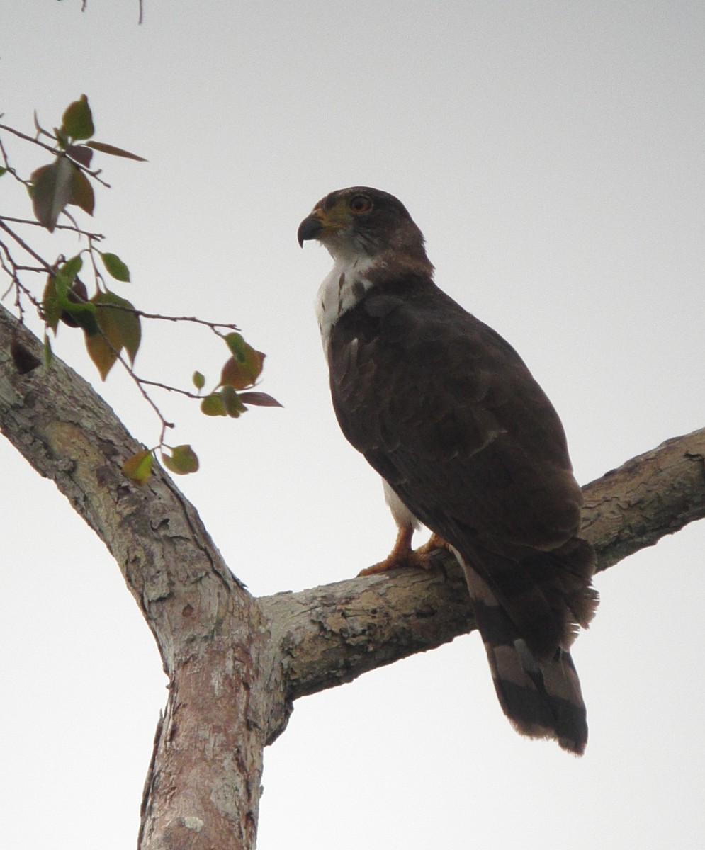 Gray-headed Kite - Andres Merchan Gomez