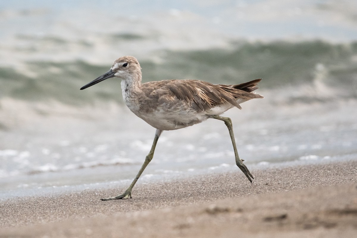 Willet - Ivani Martínez Paredes