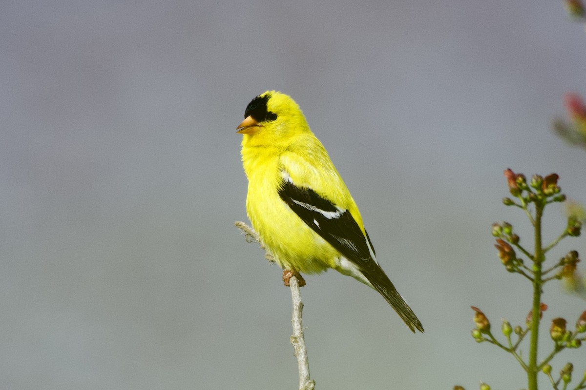 American Goldfinch - ML583386781