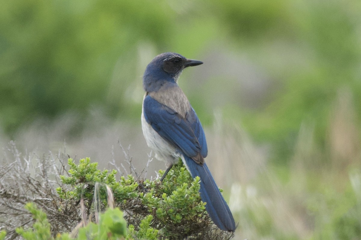 California Scrub-Jay - Zhaokuan Hao